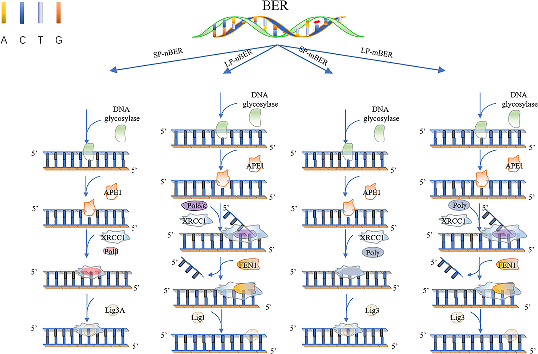 DNA Repair and Replication DNA修復と複製　　　洋書 DNA Repair and Replication DNA修復と複製 洋書