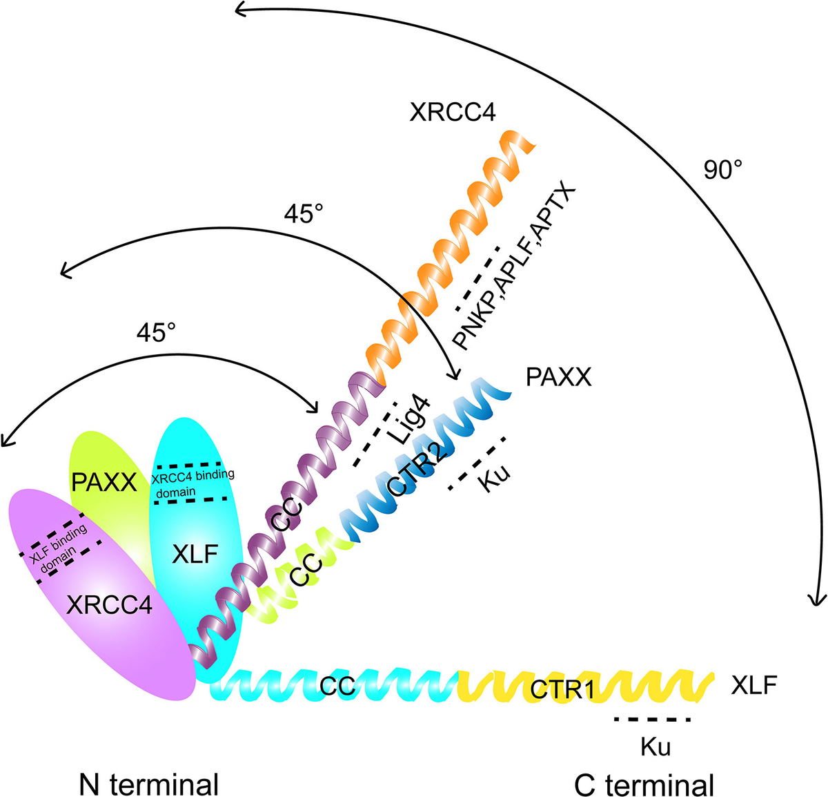 Frontiers | Role of Paralogue of XRCC4 and XLF in DNA Damage