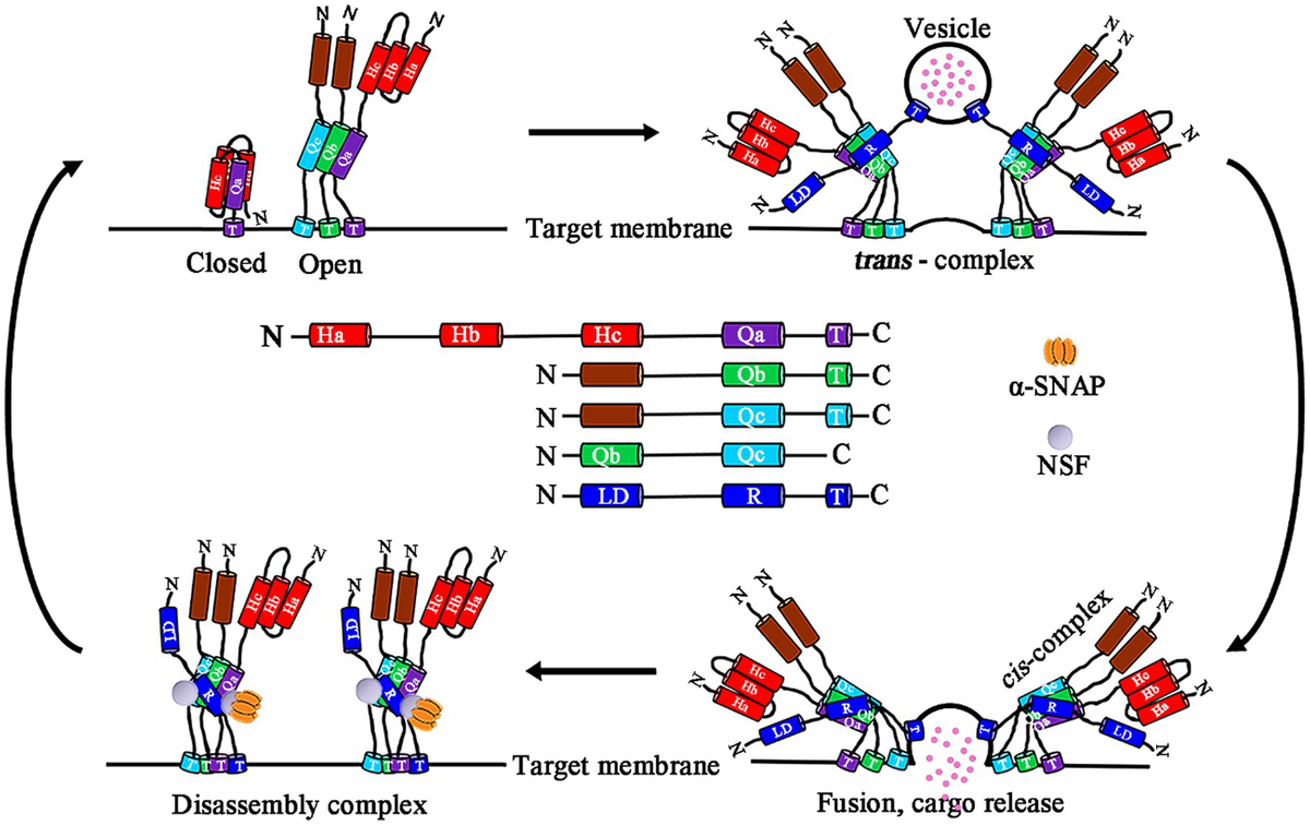 33様サイズS SIRT1 maintains bone homeostasis by regulating osteoblast
