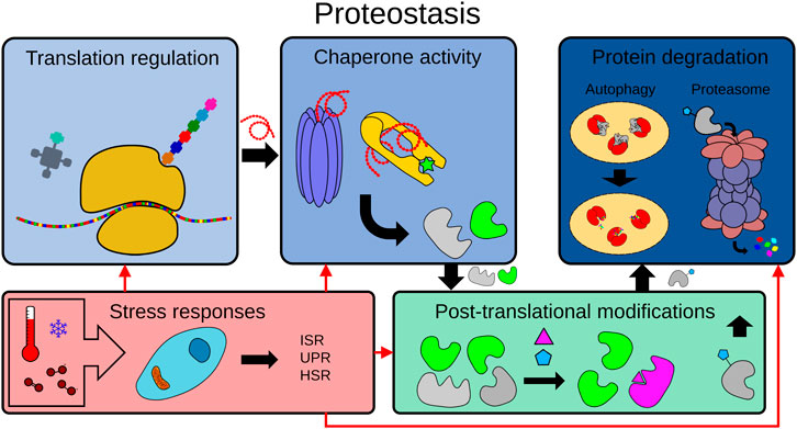 Frontiers | Insights Into the Links Between Proteostasis and