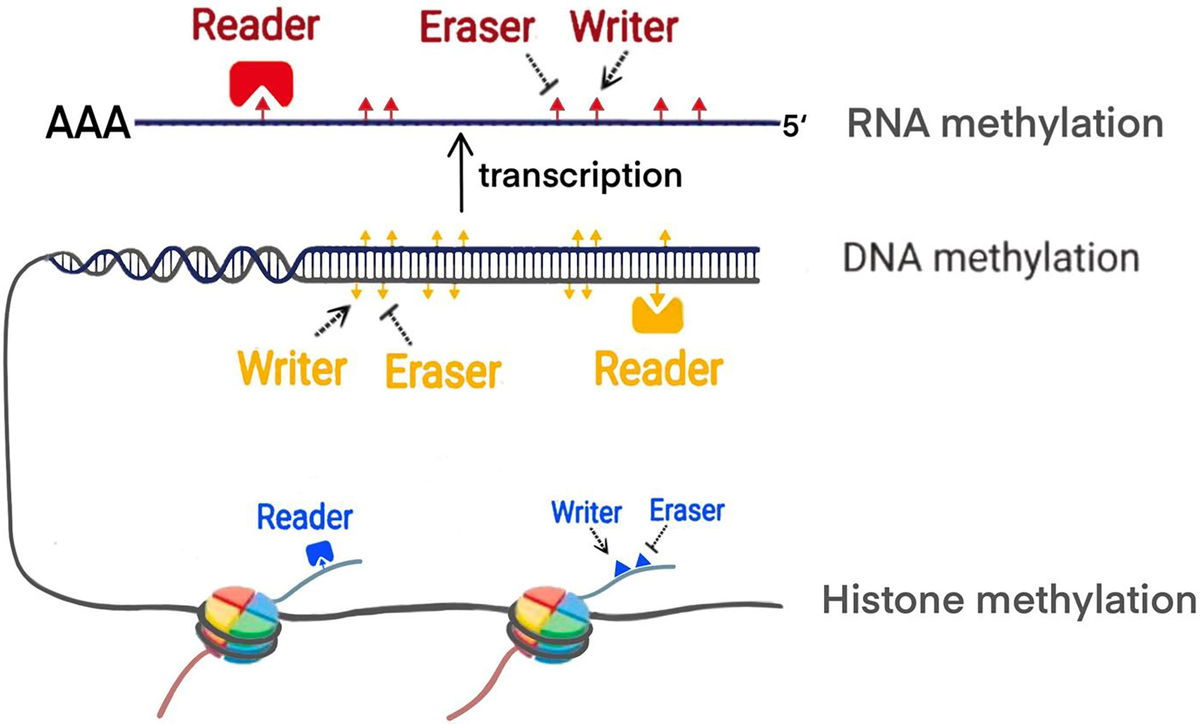 Frontiers | An Overview of Epigenetic Methylation in Frontiers | An Overview of Epigenetic Methylation in