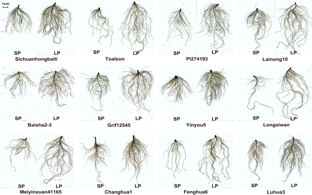 洋書 MORPHOLOGY OF PLANTS 51UFmkfea-L._AC_SY200_QL15_.jpg