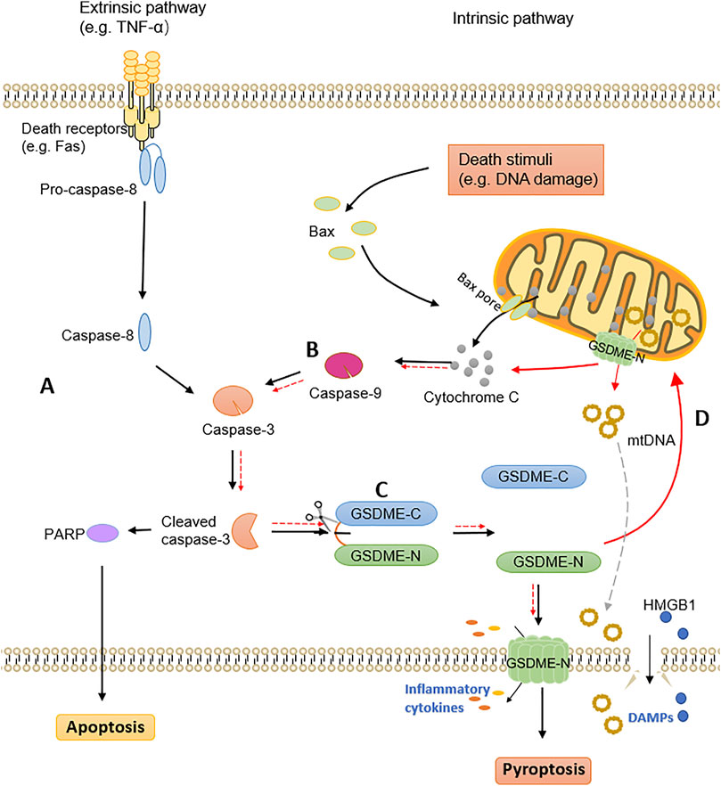 Frontiers | Gasdermin E: A Prospective Target for Therapy of