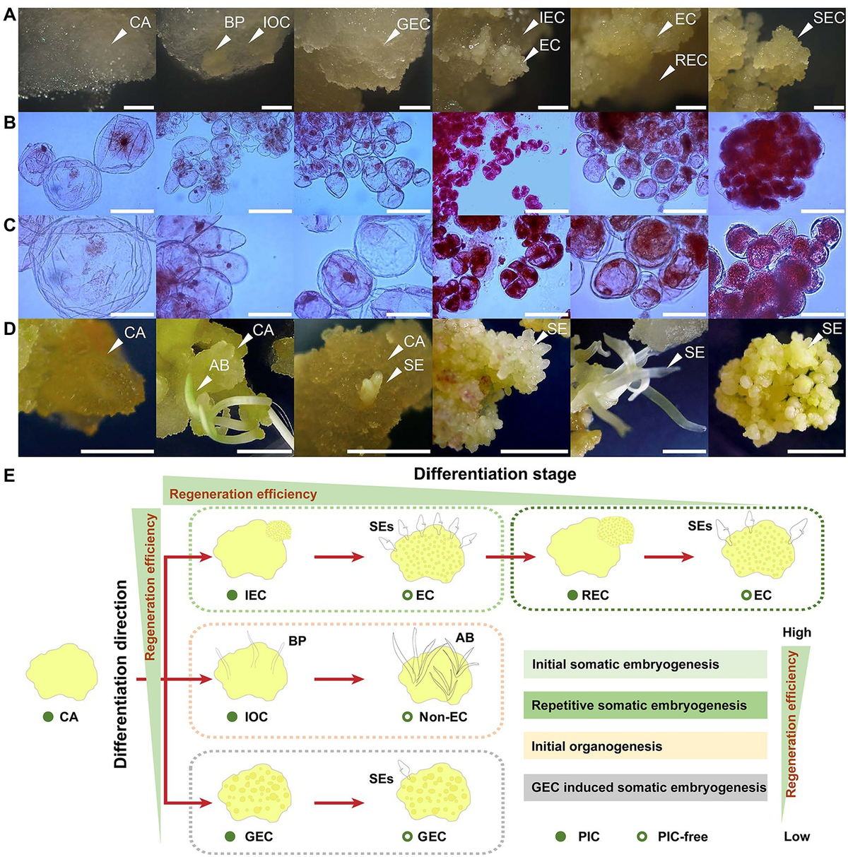 Frontiers | Integrated Proteomic and Metabolomic Analyses