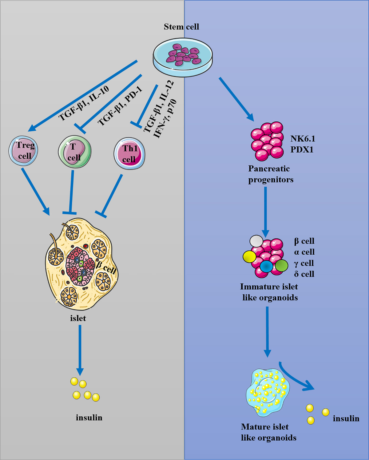 Frontiers | Stem Cell Transplantation in the Treatment of