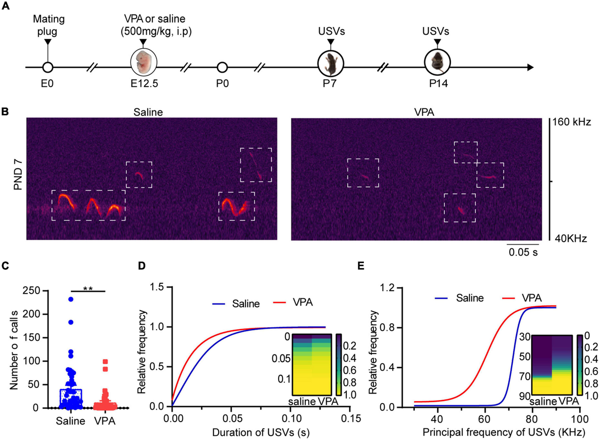 Frontiers Excitatory and Inhibitory Synaptic Imbalance Caused by BrainDerived Neurotrophic