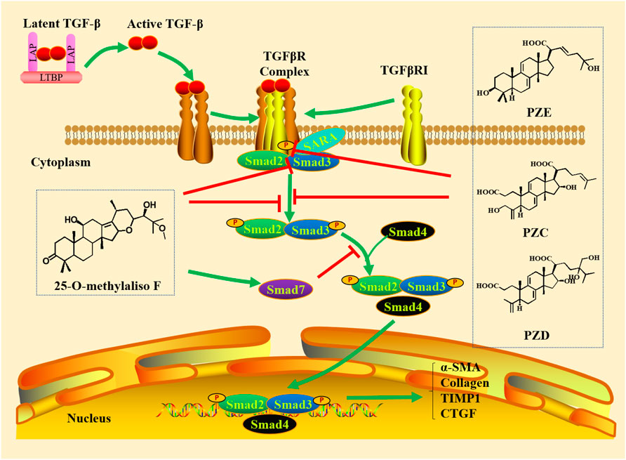 Frontiers | TGF-β/Smad Signaling Pathway in