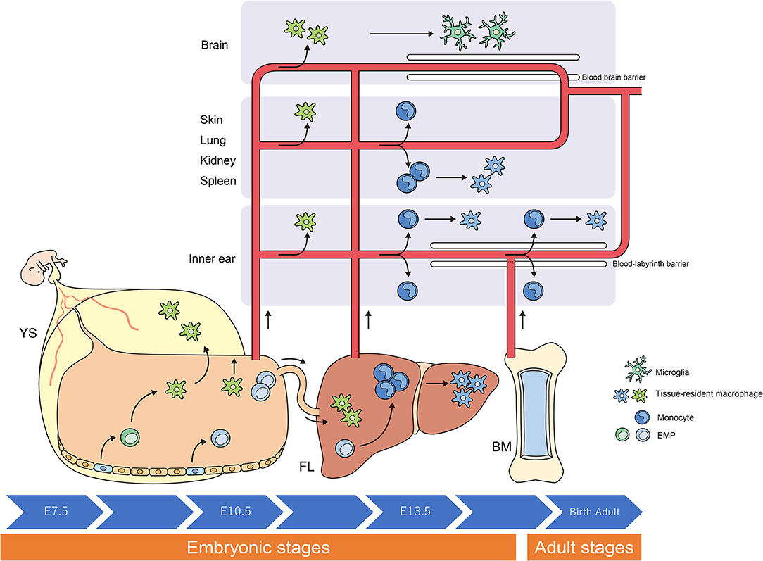 Frontiers | Role of Inner Ear Macrophages and Autoimmune