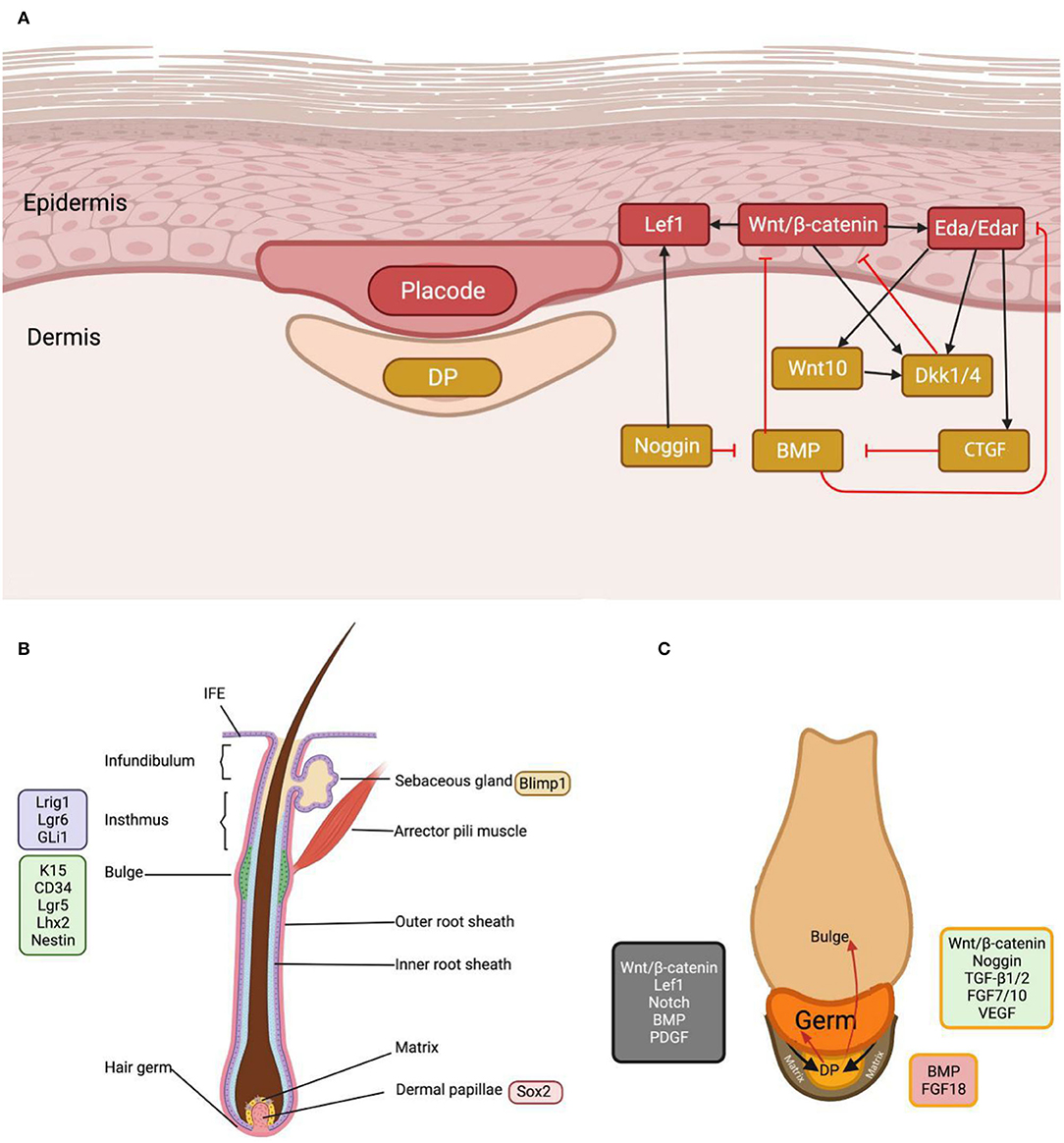 Controlling Hair Loss by Regulating Apoptosis in Hair Follicles: A  Comprehensive Overview