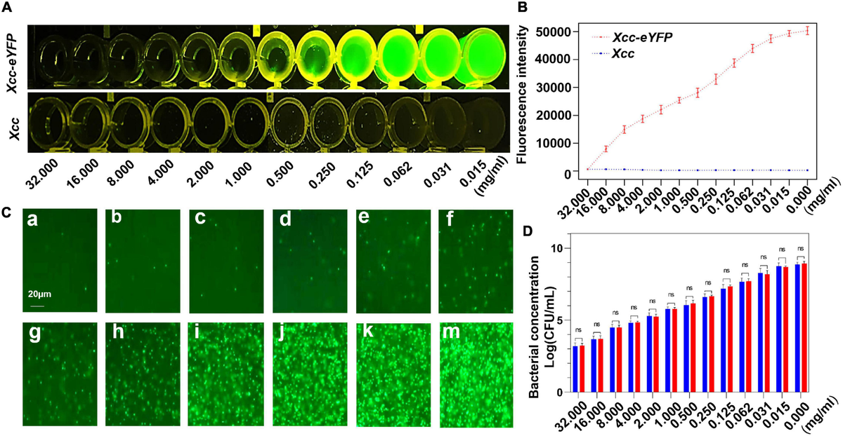 Frontiers | A Fluorescent Reporter-Based Evaluation Assay