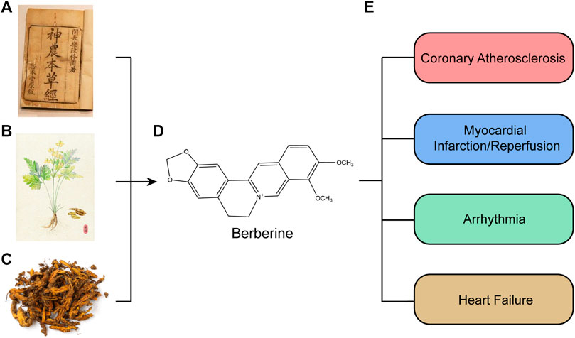 Frontiers | Promising Antioxidative Effect of Berberine in Frontiers | Promising Antioxidative Effect of Berberine in