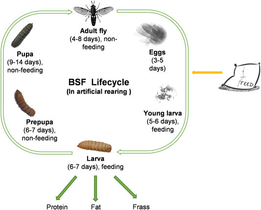 Frontiers | Long-Term Artificial Selection for Increased Larval Body Weight  of Hermetia illucens in Industrial Settings