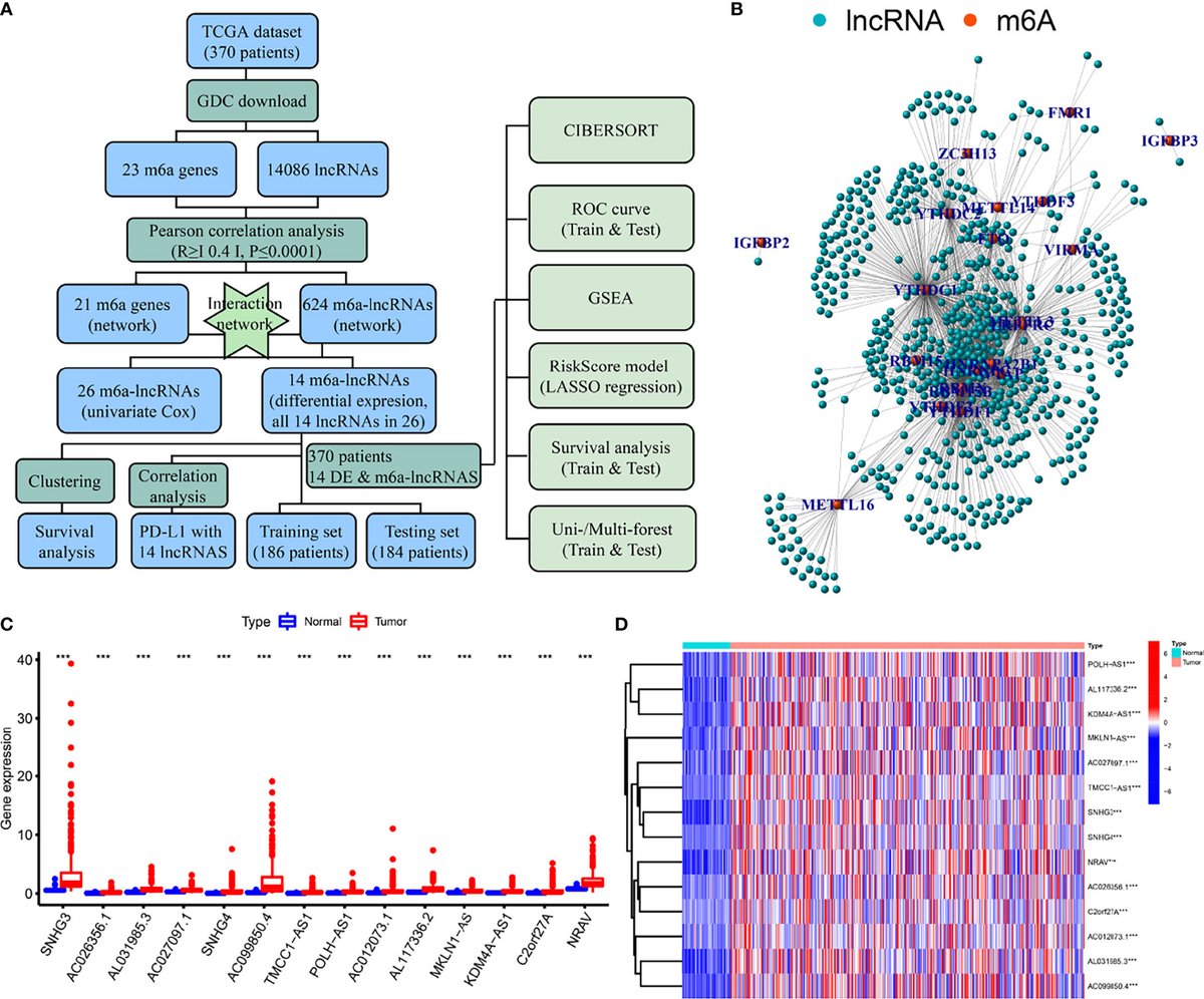 Frontiers | Establishment of Prognostic Signatures of N6