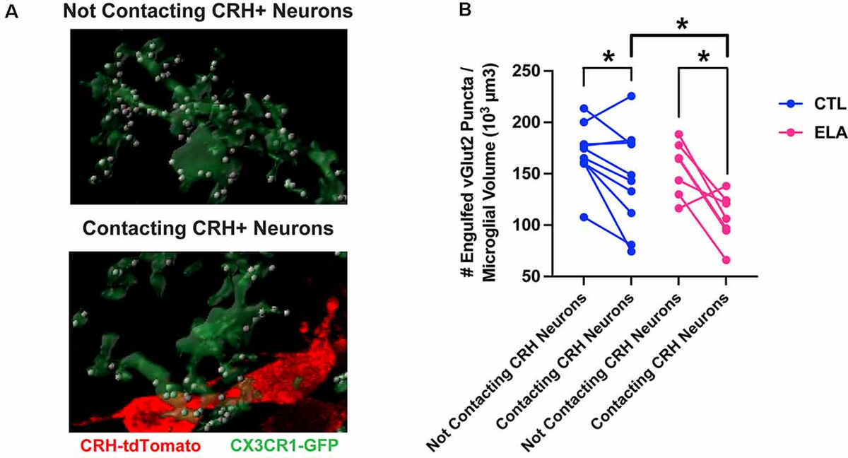 Frontiers | Microglia Don't Treat All Neurons the Same: The