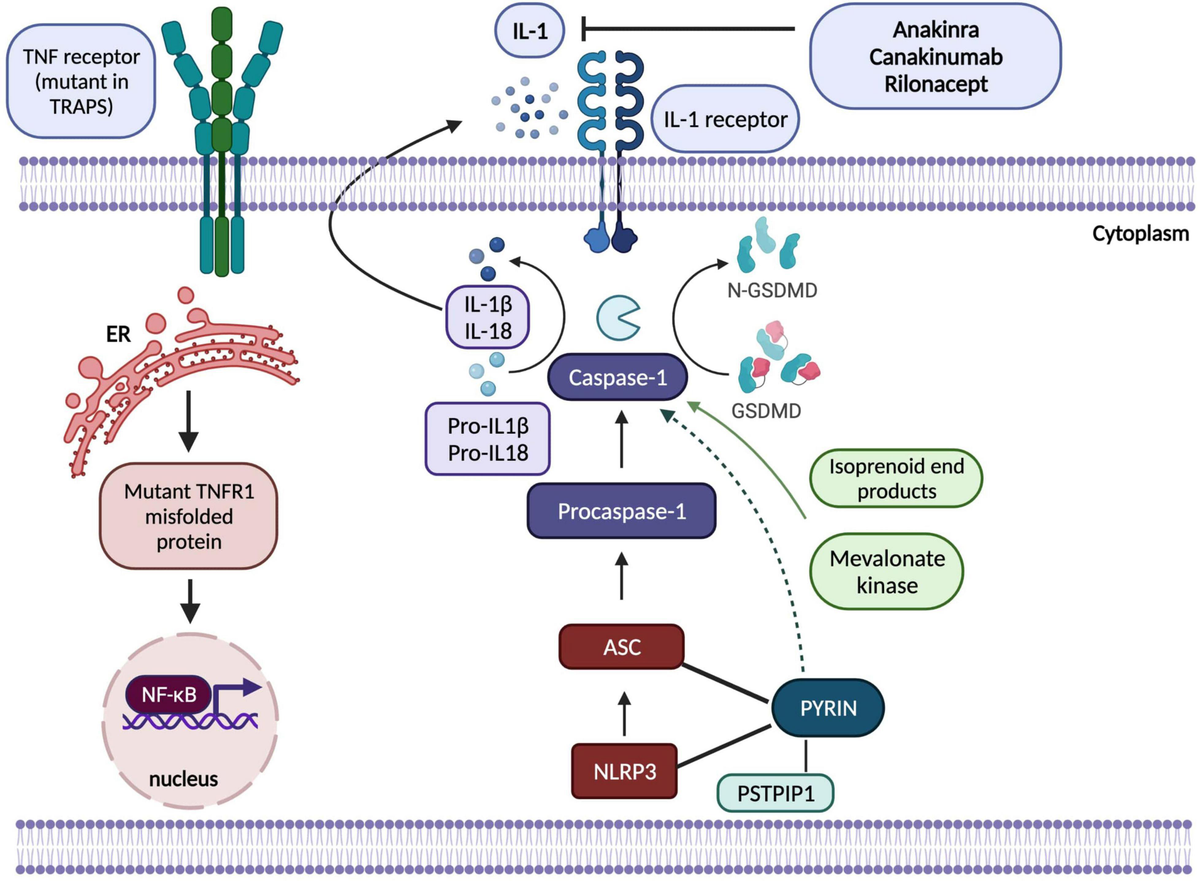 Frontiers | Hereditary Systemic Autoinflammatory Diseases
