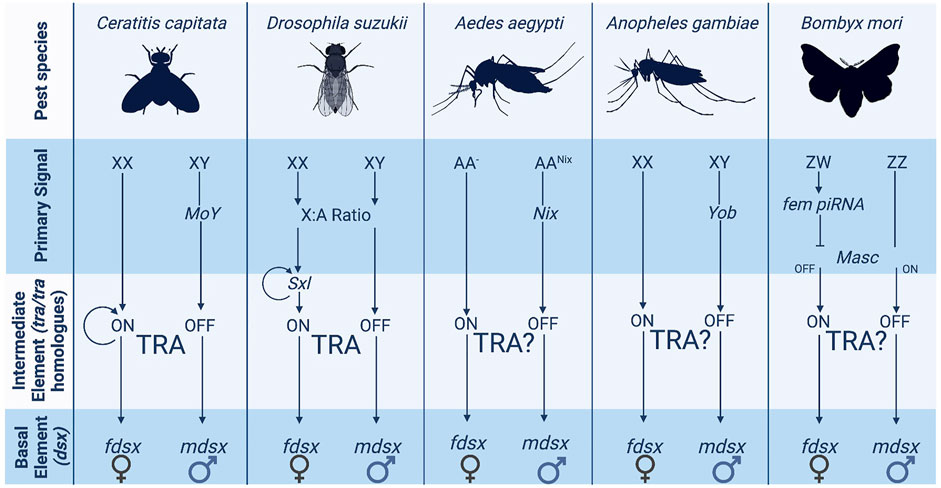 The Evolution of Insect Mating Systems | Amazon.com.br