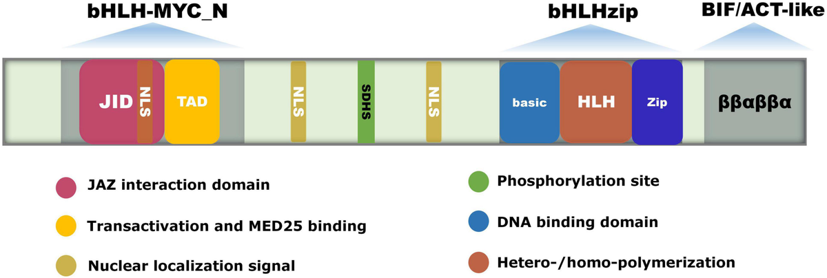 Frontiers | The Multifaceted Roles of MYC2 in Plants: Toward