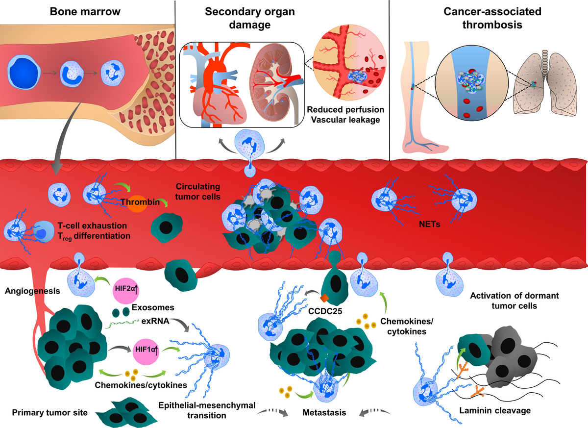 まとめ買いでお得 Frontiers | and Function Origin, Traps: DNA Extracellular トップス