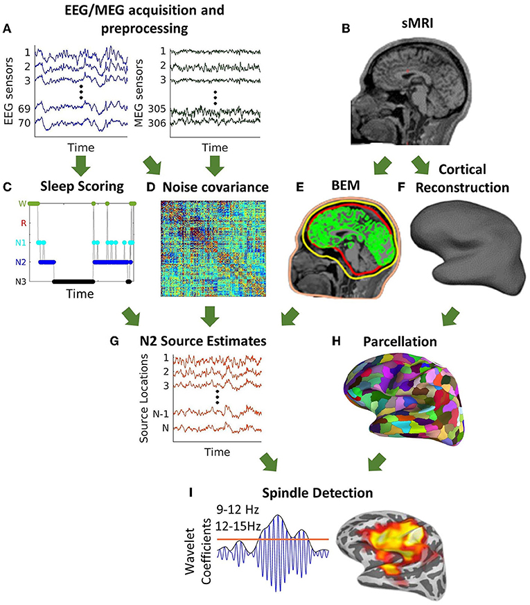 Frontiers | A Novel Approach to Estimating the Cortical