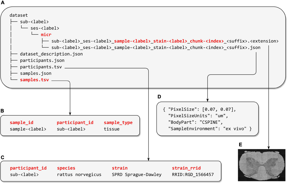 Frontiers | Microscopy-BIDS: An Extension to the Brain Imaging Data ...