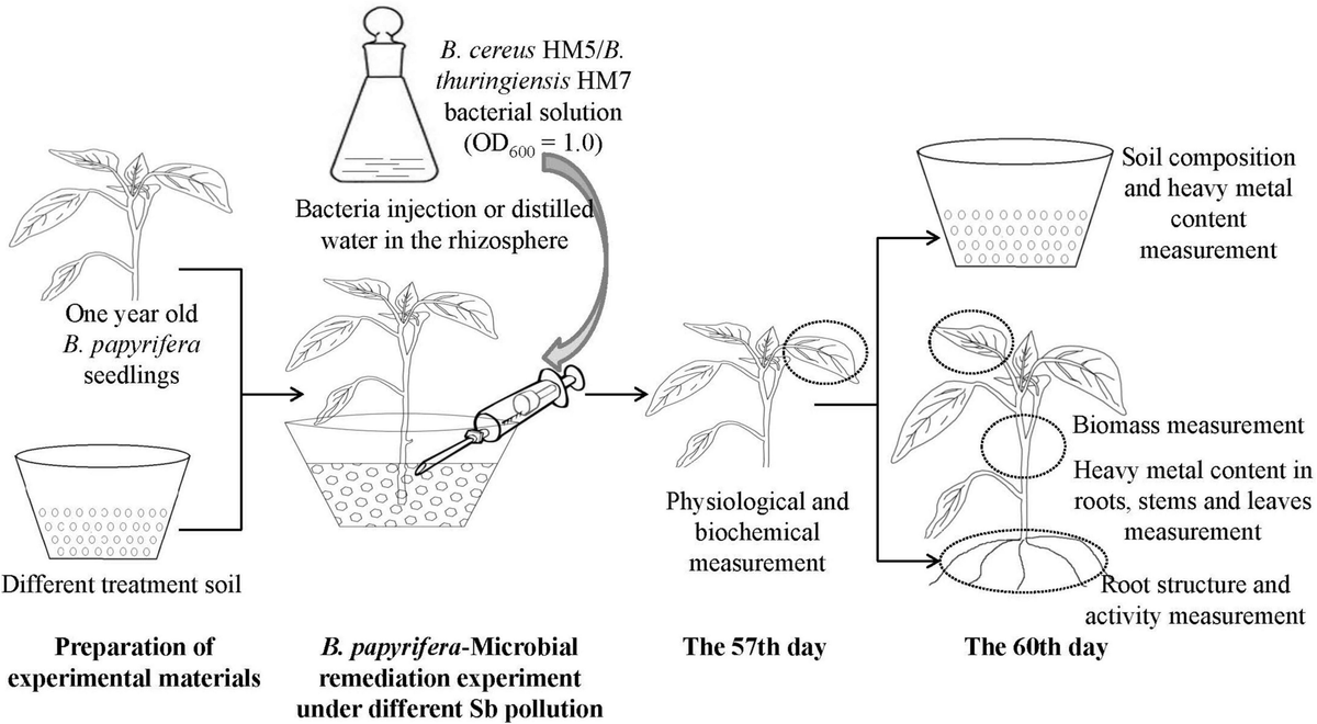 【59】専用ページ Frontiers | Integrating Broussonetia papyrifera and Two