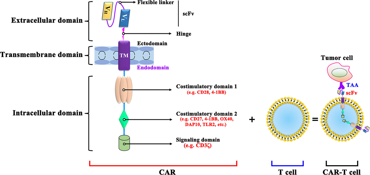 全商品オープニング価格！ | Frontiers Chimeric Cell (CAR)-T Receptor Antigen その他