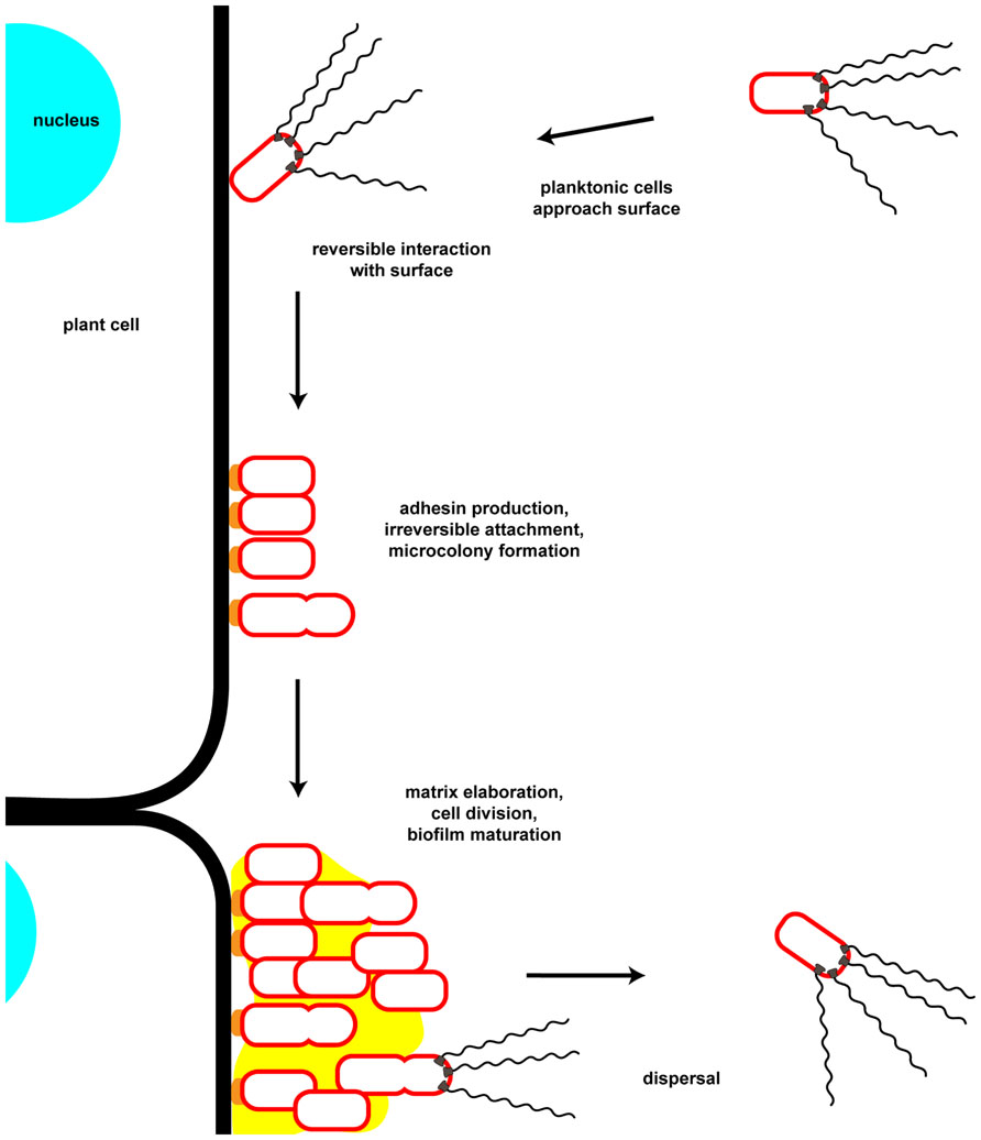 Frontiers | Mechanisms and regulation of surface