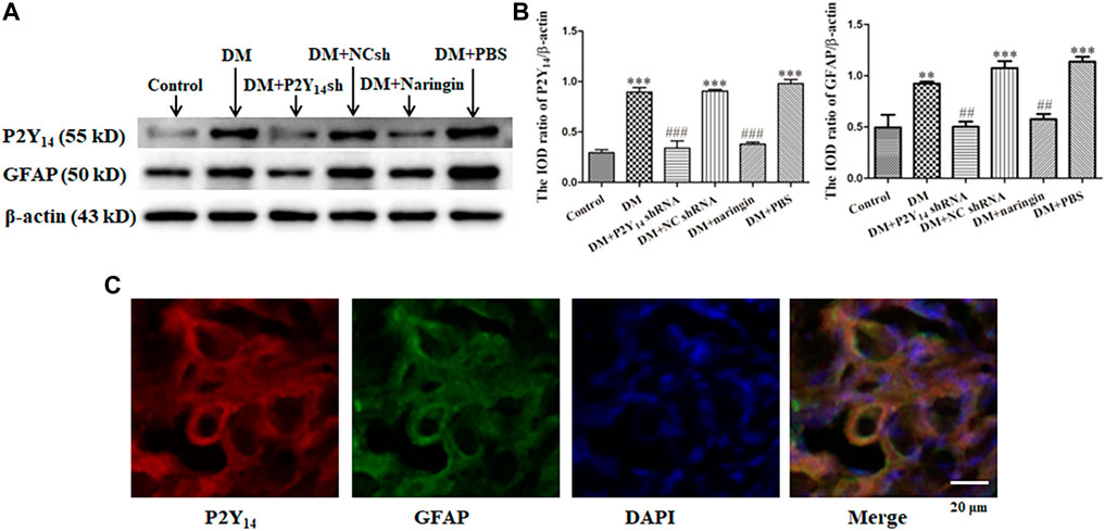 【着後レビューで 送料無料】 | Frontiers Naringin Autonomic Cardiac Diabetic Relieves その他