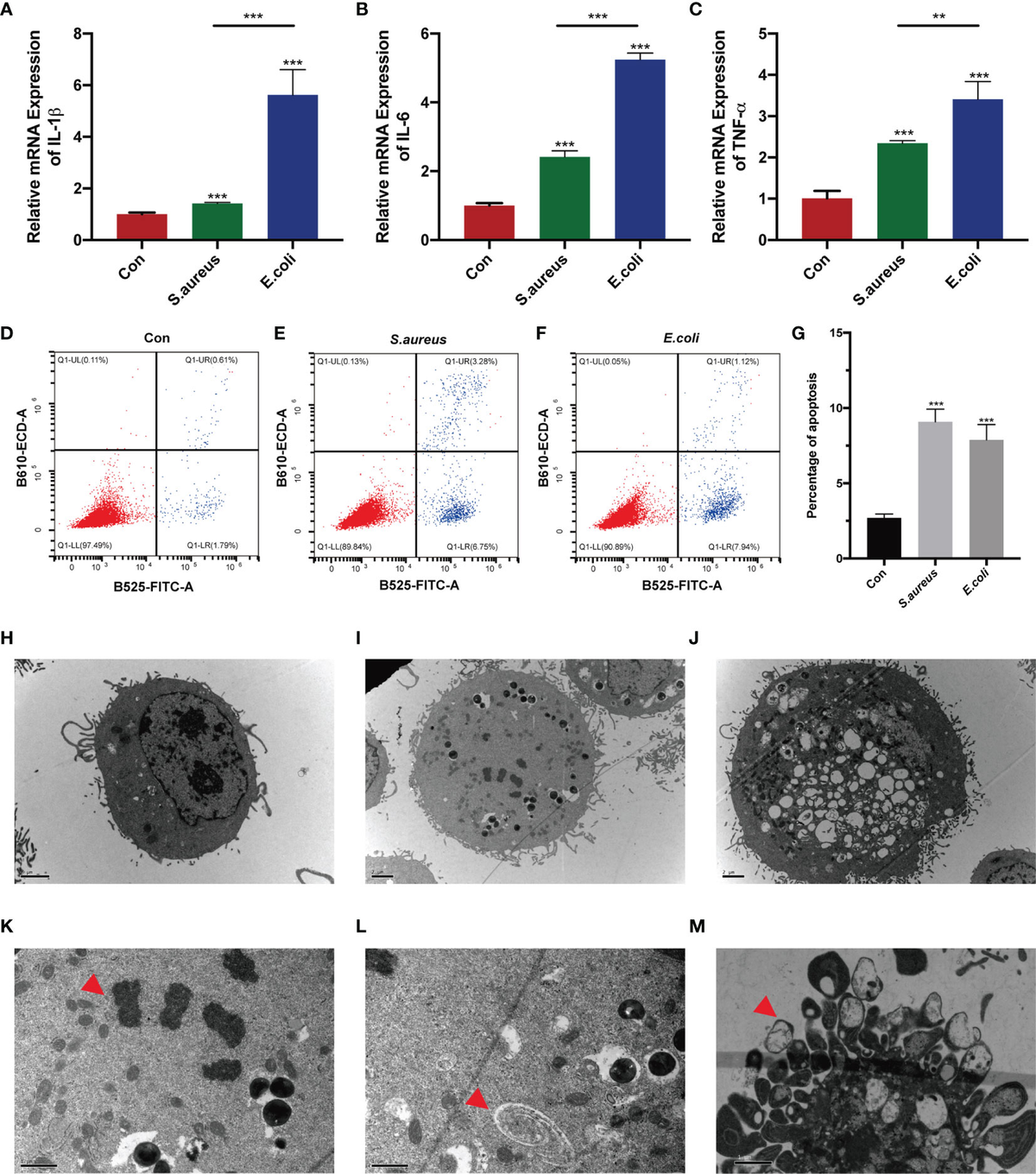Frontiers | Gingiva-Derived Mesenchymal Stem Cells