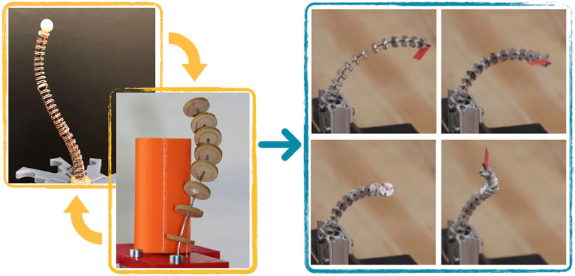 Frontiers | FAS—A Fully Actuated Segment for Tendon-Driven