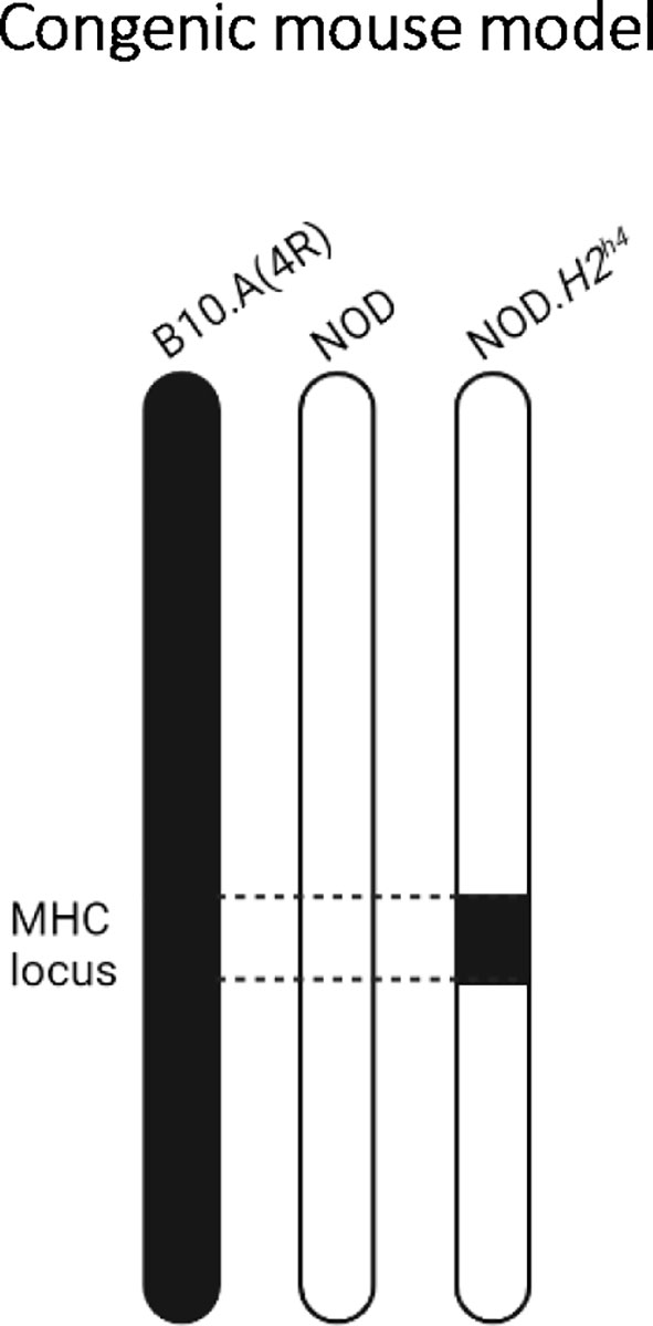 Frontiers | The NOD Mouse Beyond Autoimmune Diabetes