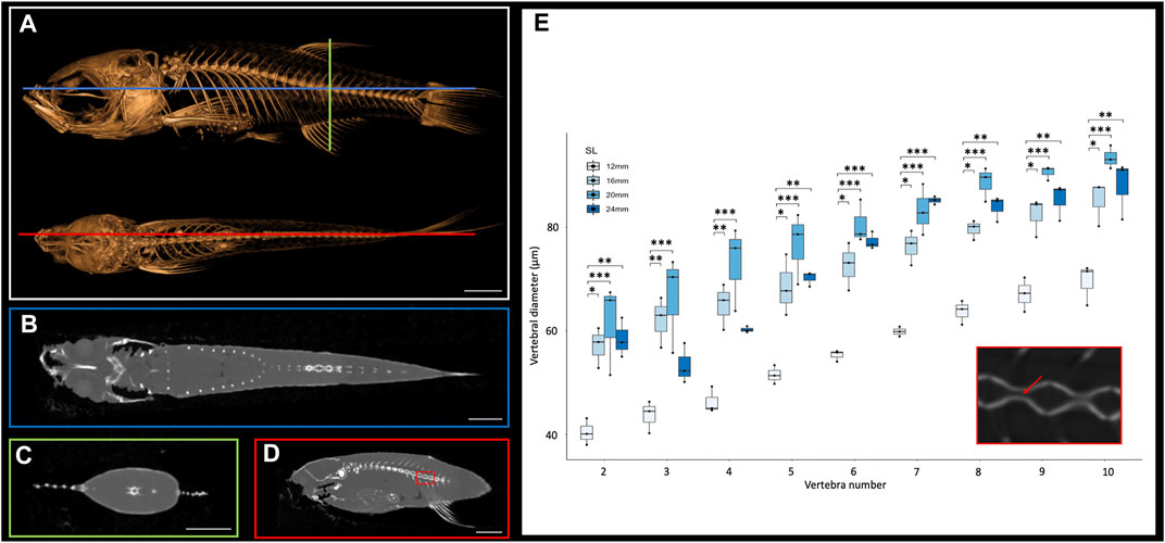 Frontiers | Dynamics of the Zebrafish Skeleton in Three