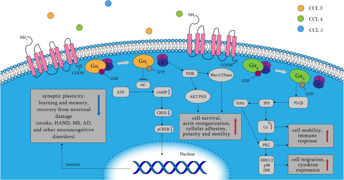 Frontiers | Targeting C–C Chemokine Receptor 5: Key to