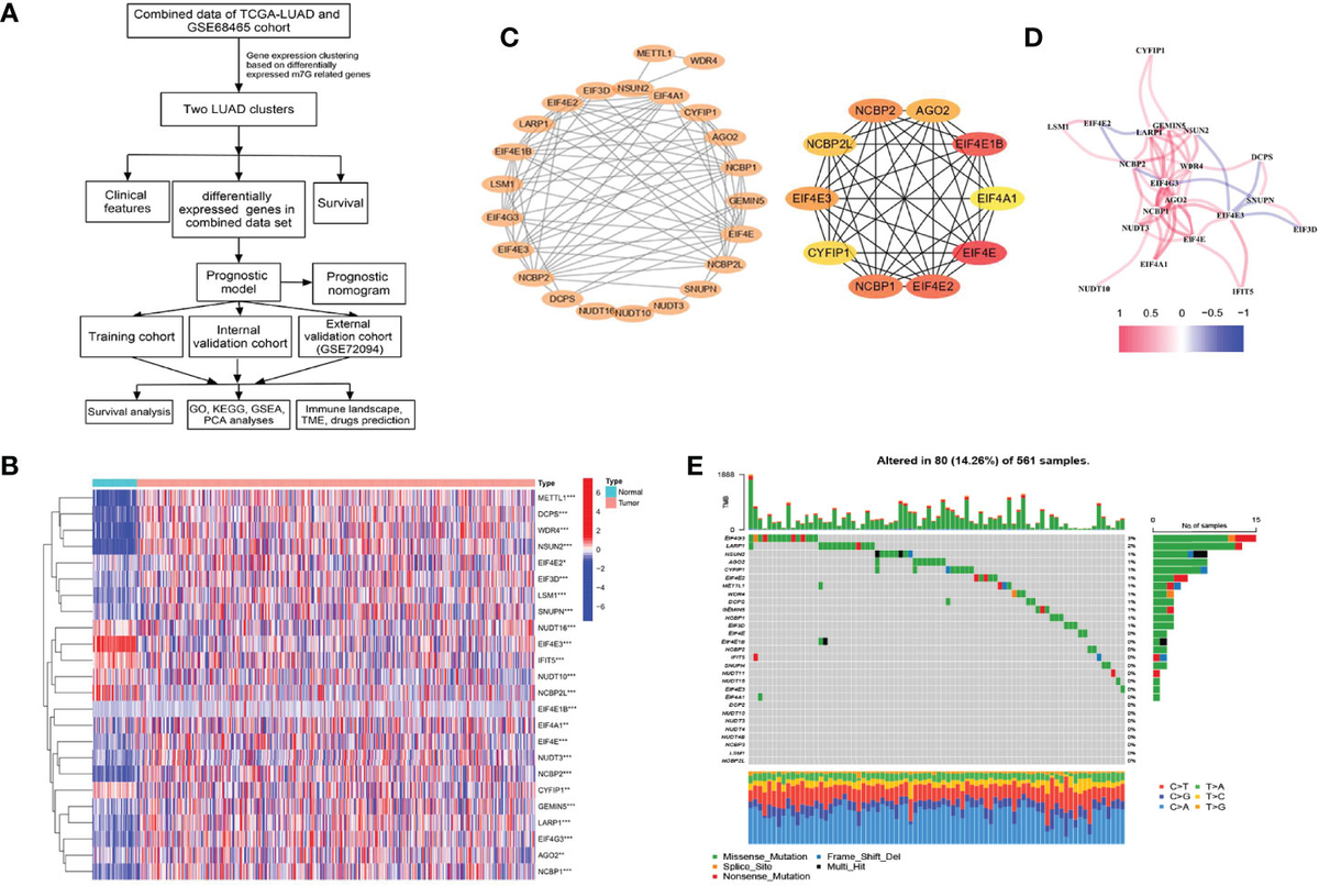 Frontiers | Construction of a Novel Prognostic Model in Lung Frontiers | Construction of a Novel Prognostic Model in Lung