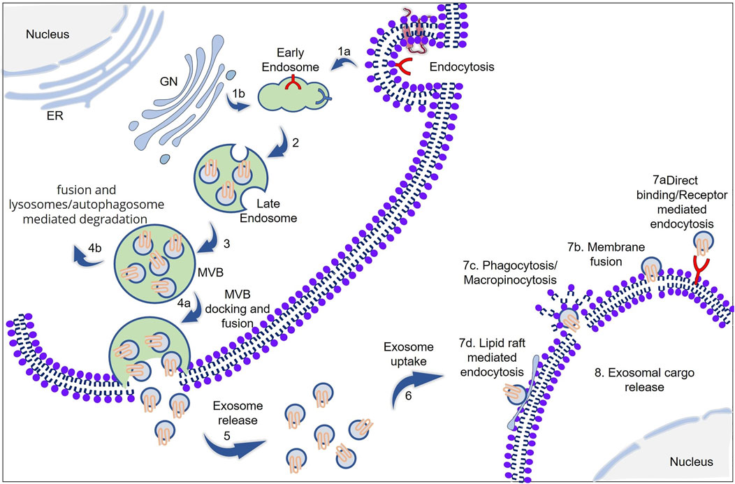 Frontiers | Exosome: The “Off-the-Shelf” Cellular Frontiers | Exosome: The “Off-the-Shelf” Cellular