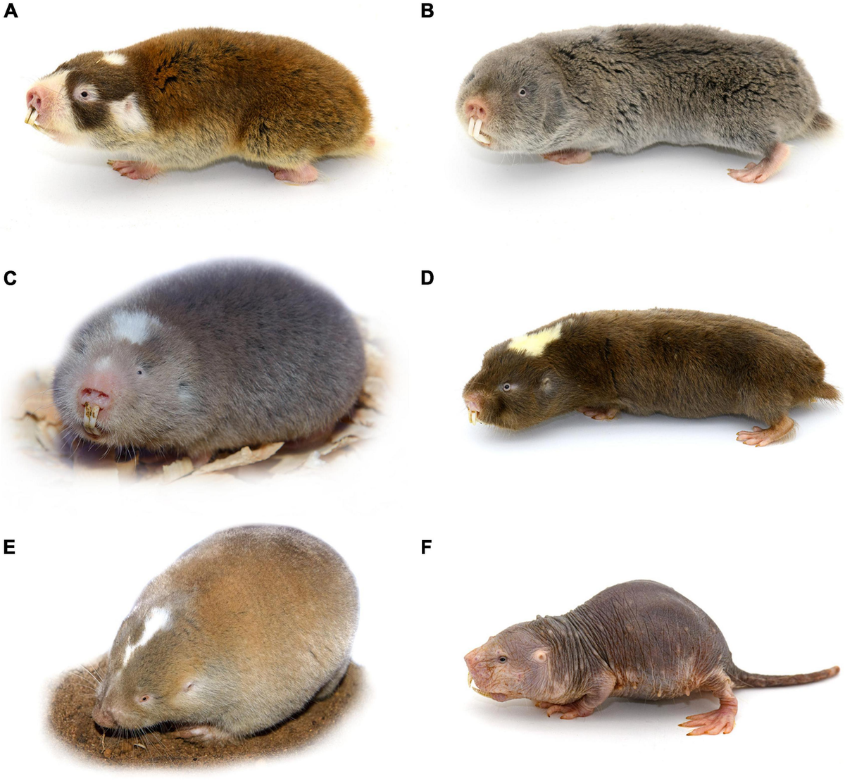 siberian mouse pimpandhost 200 Frontiers | Clocks Ticking in the Dark: A Review of Biological Rhythms in  Subterranean African Mole-Rats