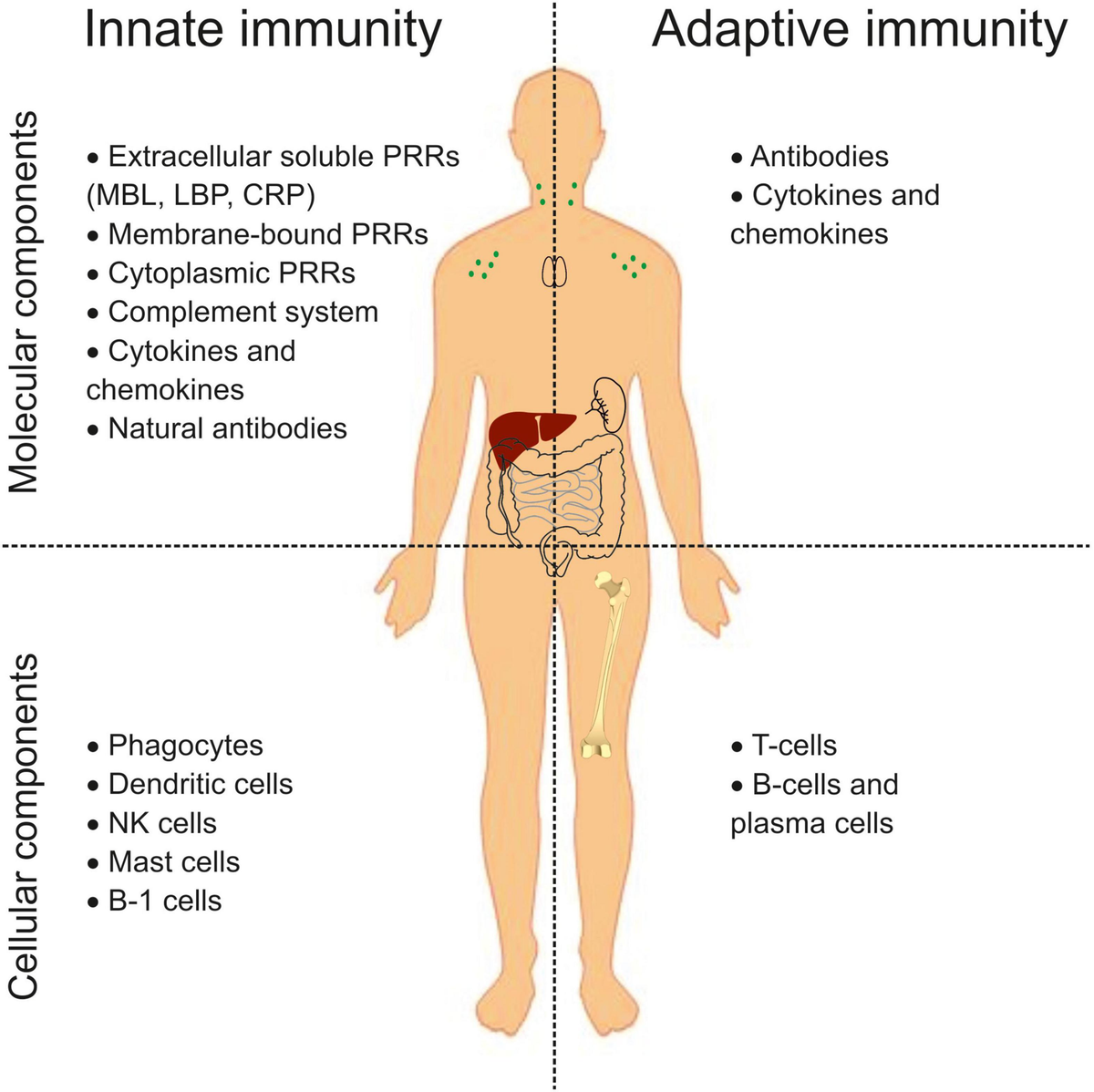 Frontiers Immune System Abnormalities in Schizophrenia An  