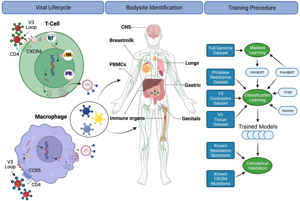 Frontiers | HIV- Bidirectional Encoder Representations From Frontiers | HIV- Bidirectional Encoder Representations From