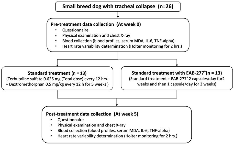 Natural remedies for collapsed trachea in dogs new arrivals