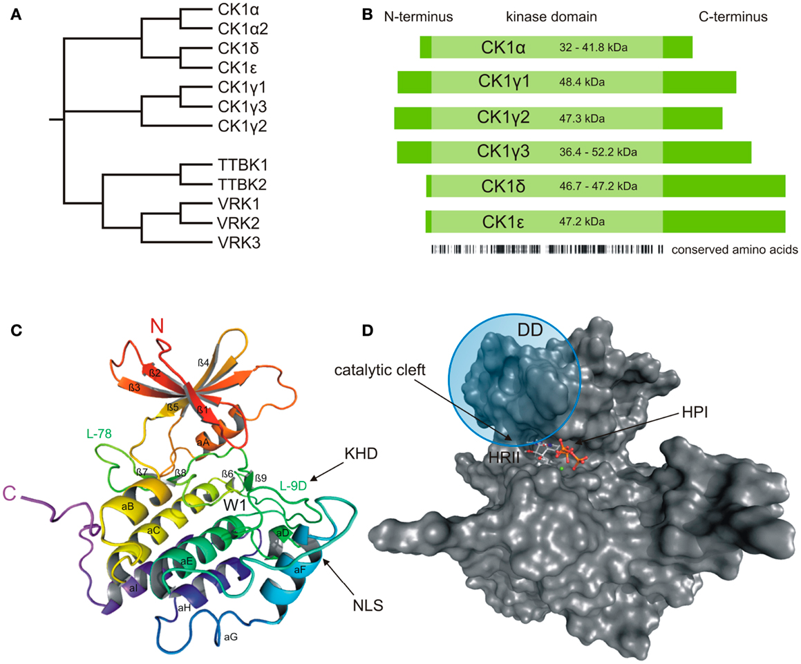 Dominos-like Crystalline Phase Transformation of