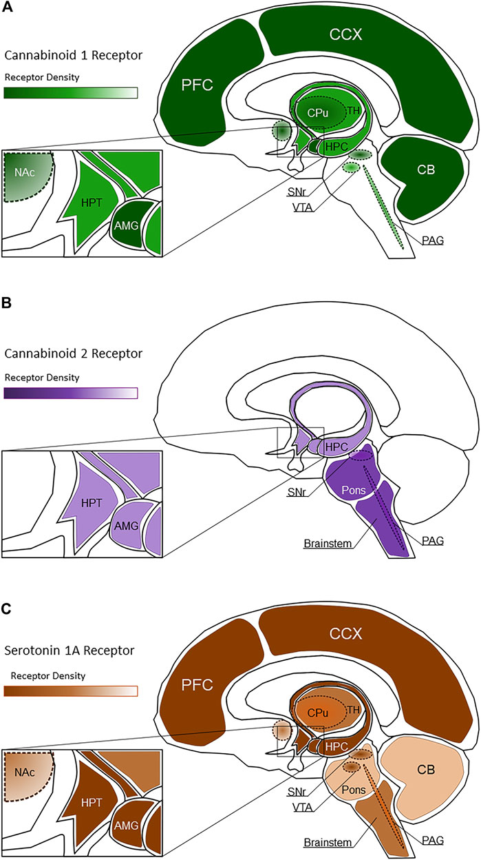 Frontiers | Medicinal Cannabis and Central Nervous System