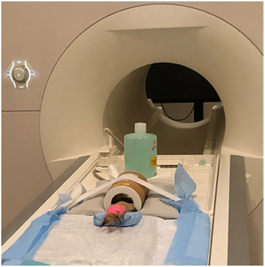 Frontiers | Establishing an MRI-Based Protocol and Atlas of the 