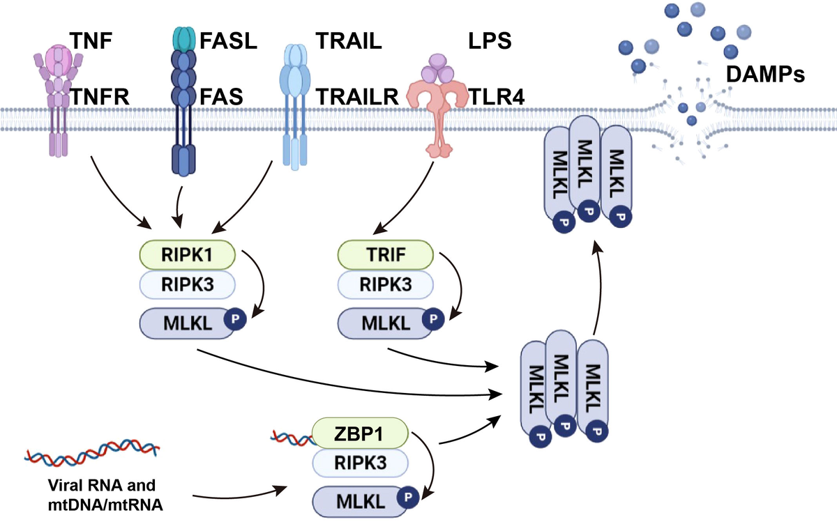 高速配送 Frontiers | Examination of the role of necroptotic damage ストラップ