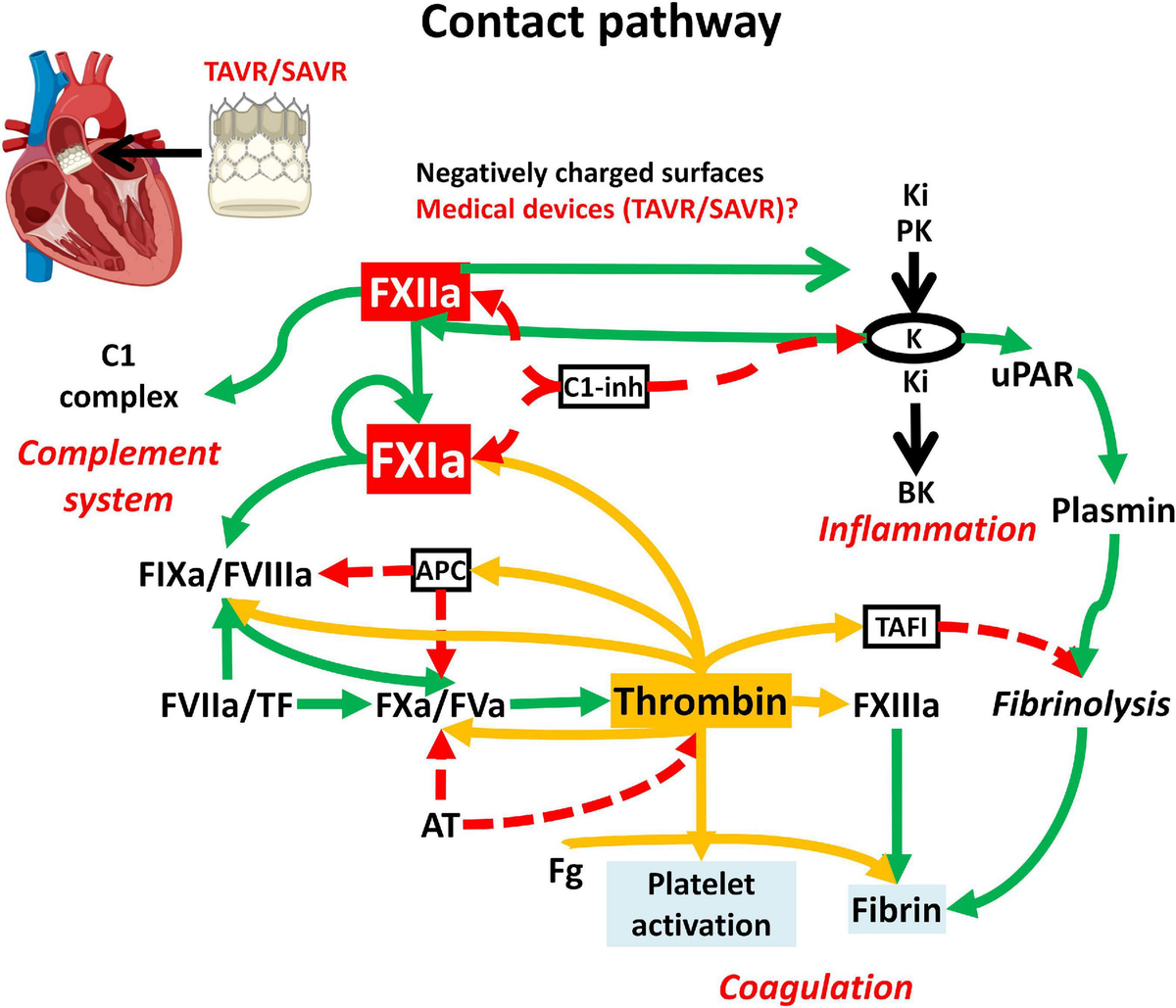 fcvm-09-887664-g001.jpg