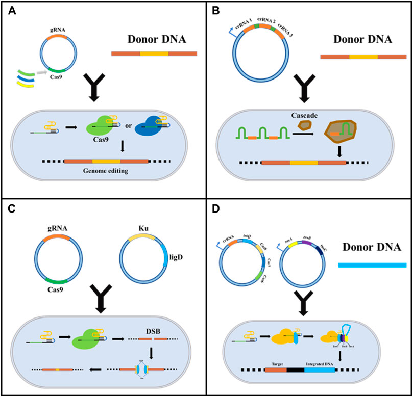 Frontiers | The application of CRISPR /Cas mediated gene