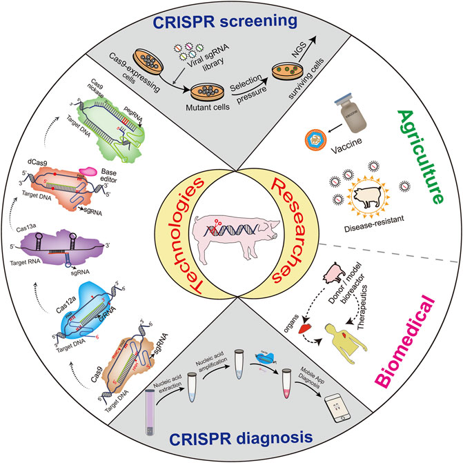 Frontiers | Advances in CRISPR-Based Functional Genomics and