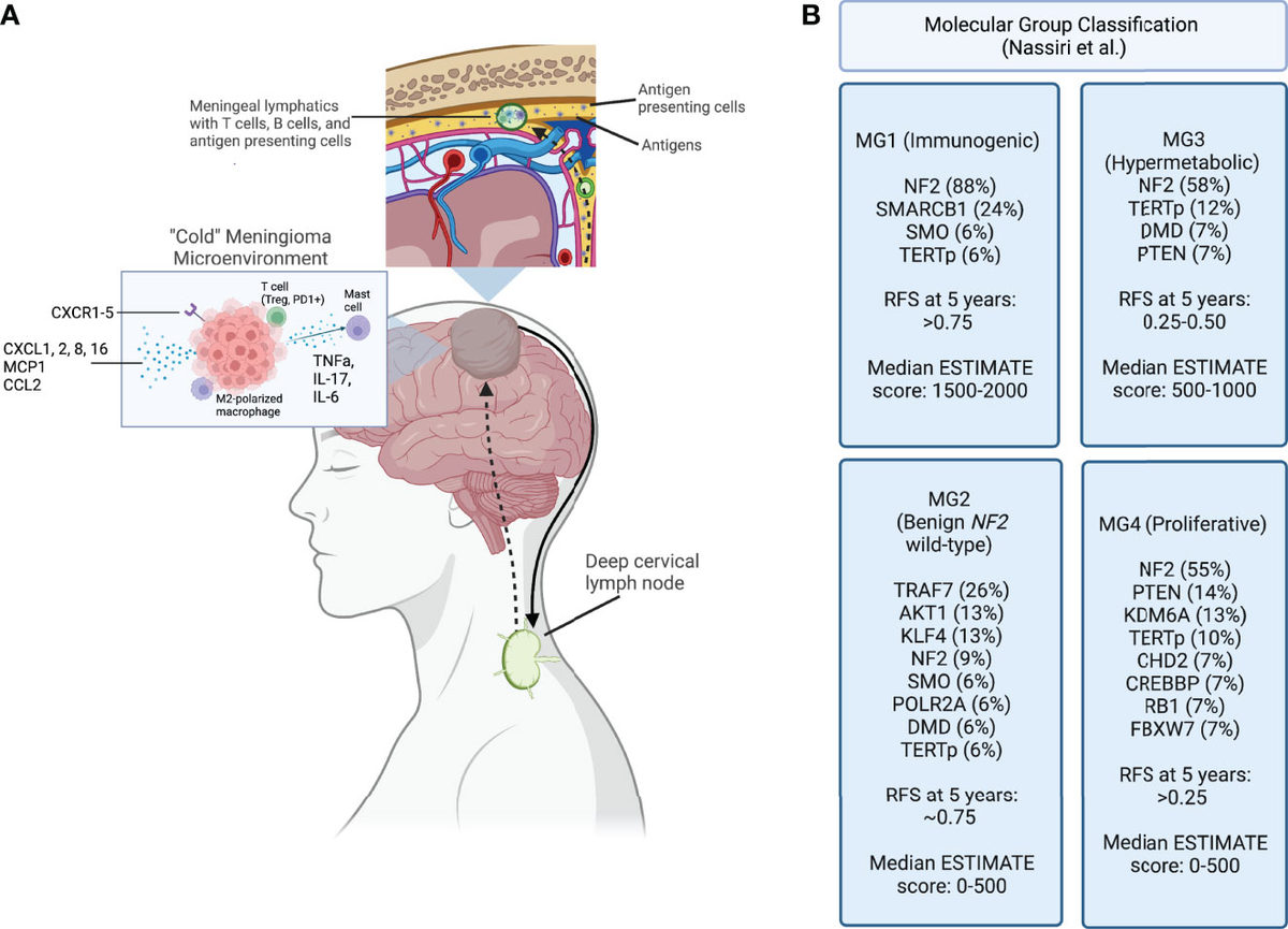 健康・医学 Meningiomas, Part II (Volume 170) i2 Meningiomas, Part II (Volume 170) i2