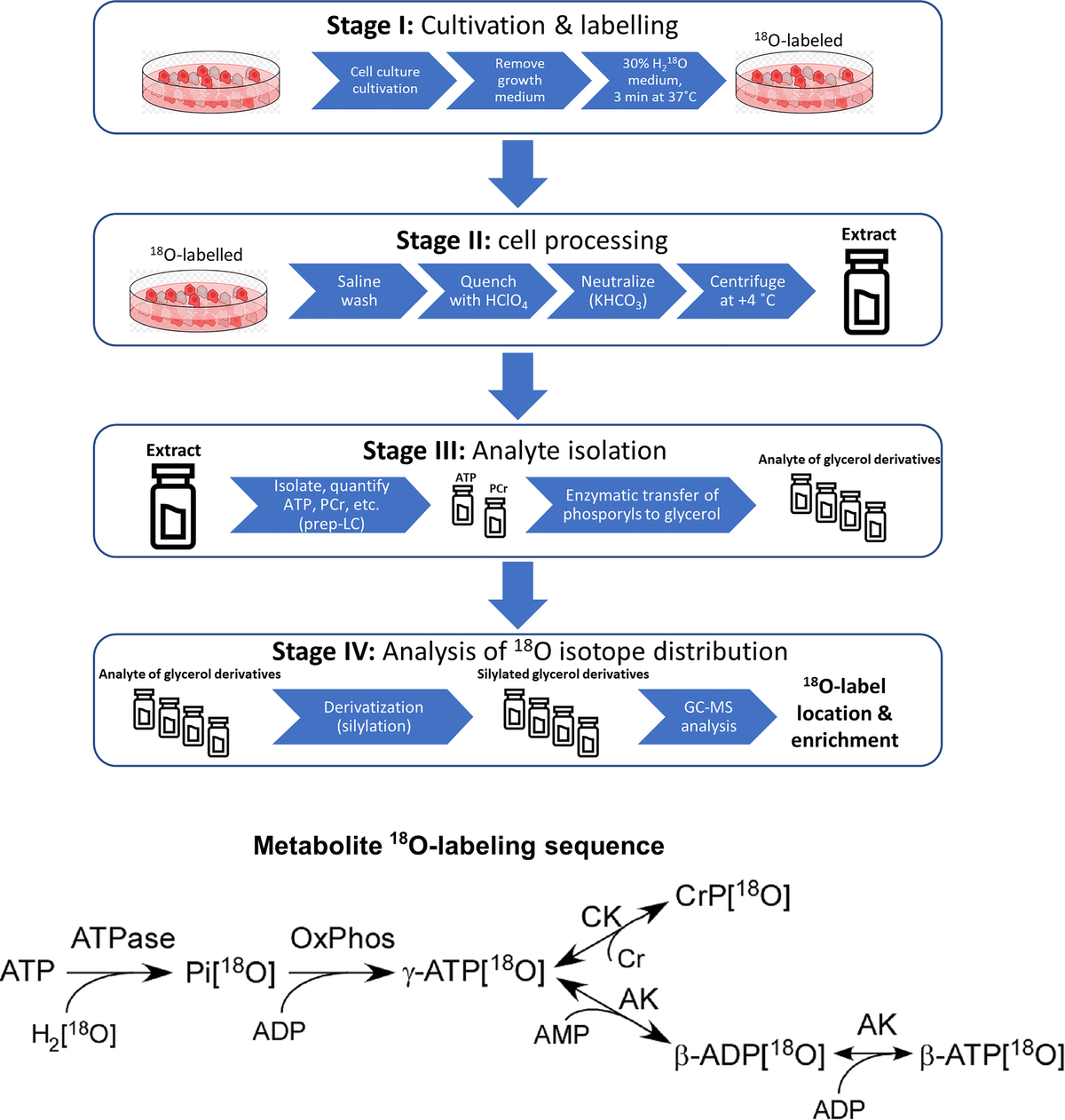 Frontiers | Stable Isotope Tracing Uncovers Reduced γ/β-ATP