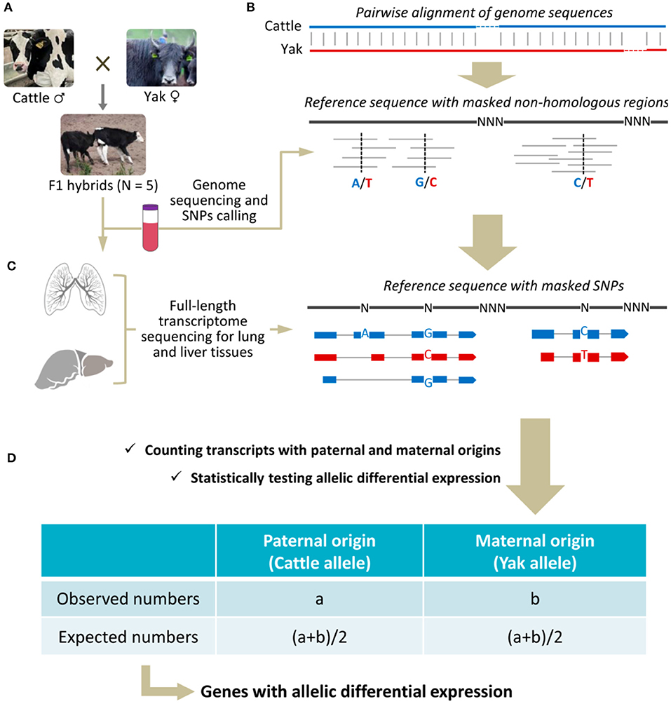 高い信頼 厚い信頼 Frontiers in Alleles Yak of Expression Favoring | テープ・マスキングテープ