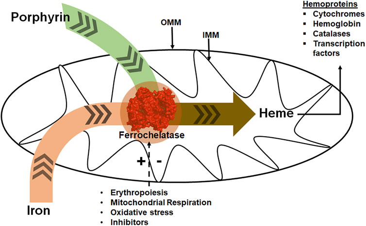 Frontiers | Ferrochelatase: Mapping the Intersection of Iron and 